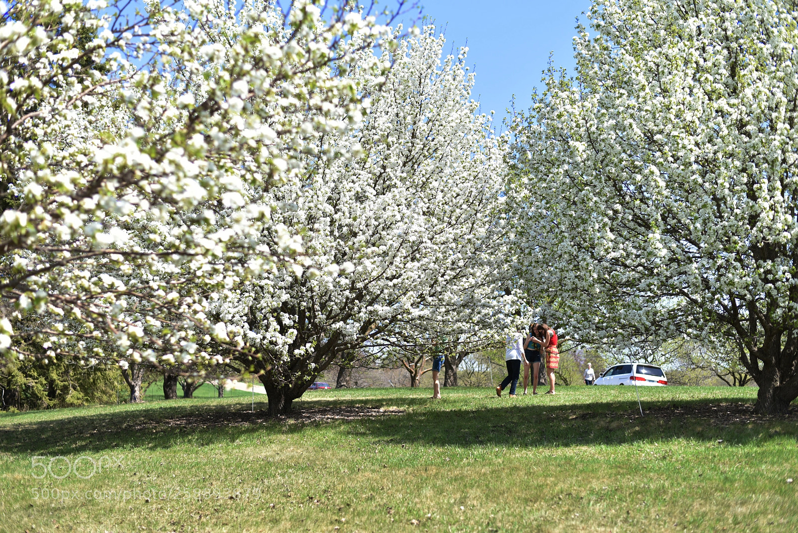 Nikon D750 sample photo. Blossoms and people photography