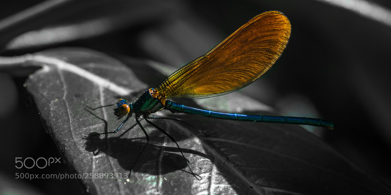 Fujifilm X-E2 sample photo. Demoiselle (calopterygidae) photography