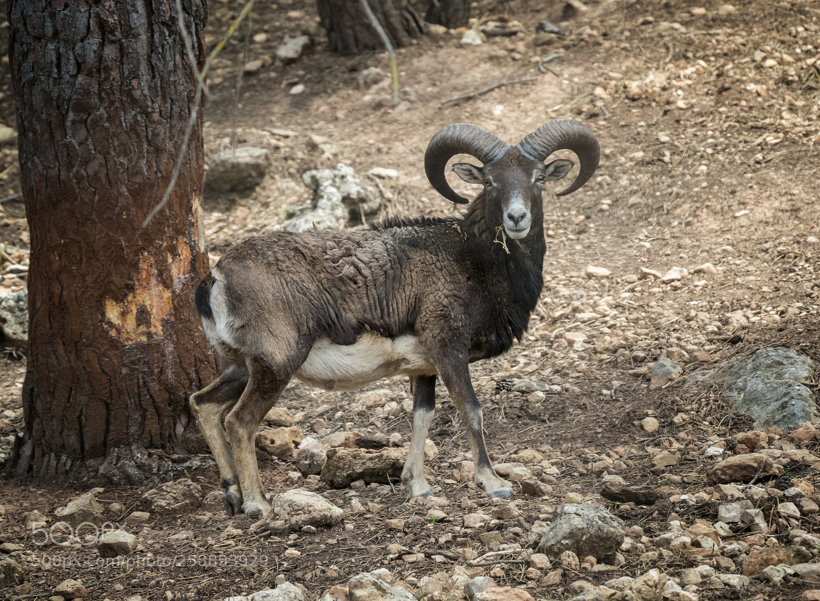 Olympus OM-D E-M1 Mark II sample photo. Ovis orientalis musimon. photography