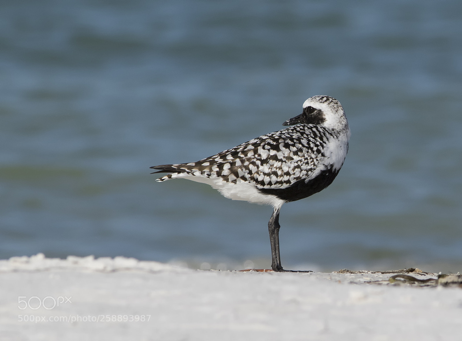 Canon EOS 7D Mark II sample photo. Black bellied plover photography