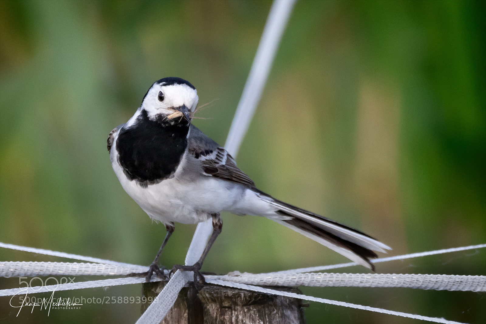 Canon EOS 7D Mark II sample photo. White wagtail photography