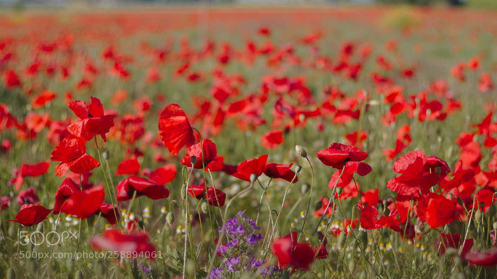 Canon EOS 70D + Canon EF 50mm F1.8 STM sample photo. Red photography