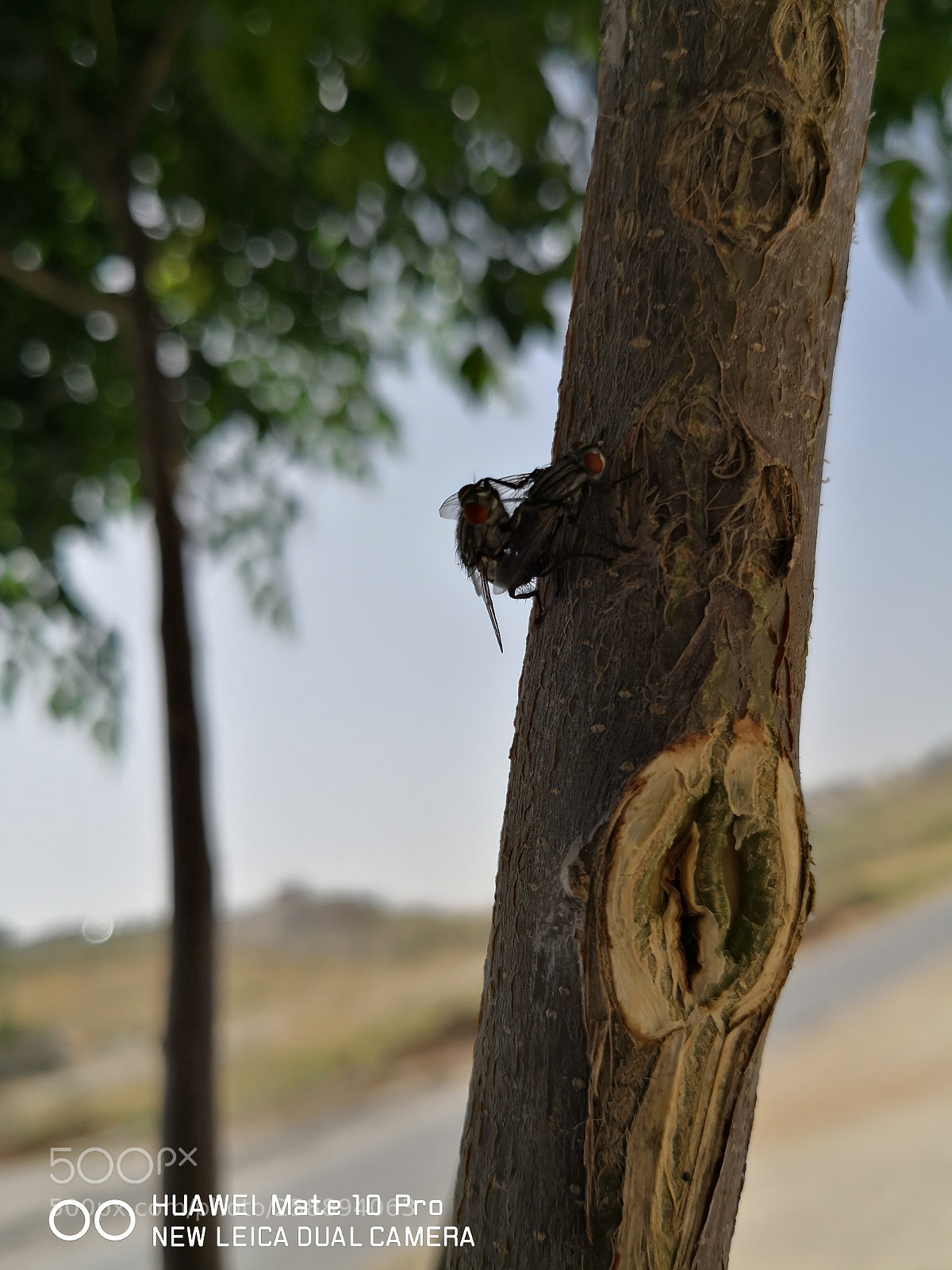 HUAWEI Mate 10 Pro sample photo. Untitled photography