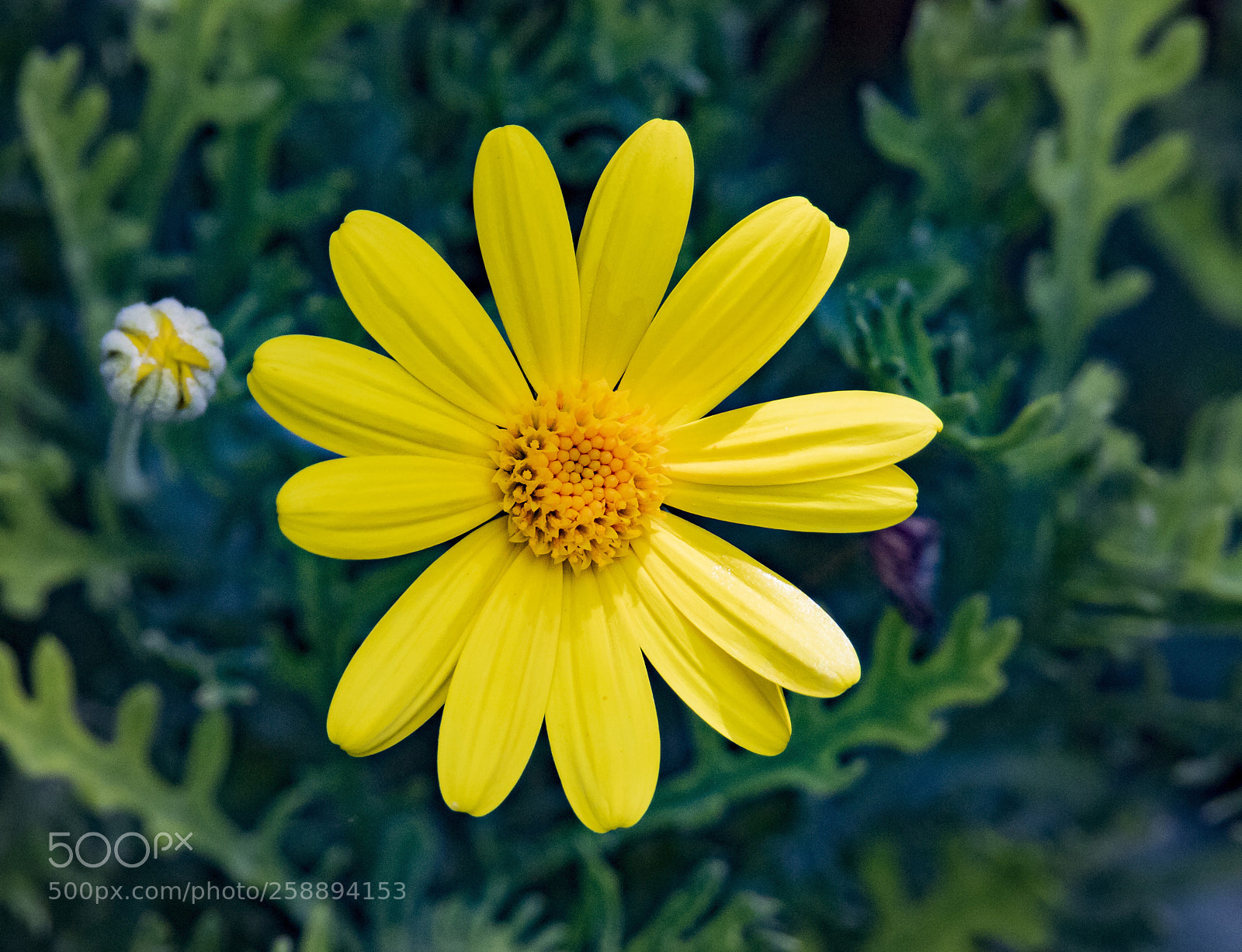 Canon EOS 7D Mark II sample photo. Yellow photography
