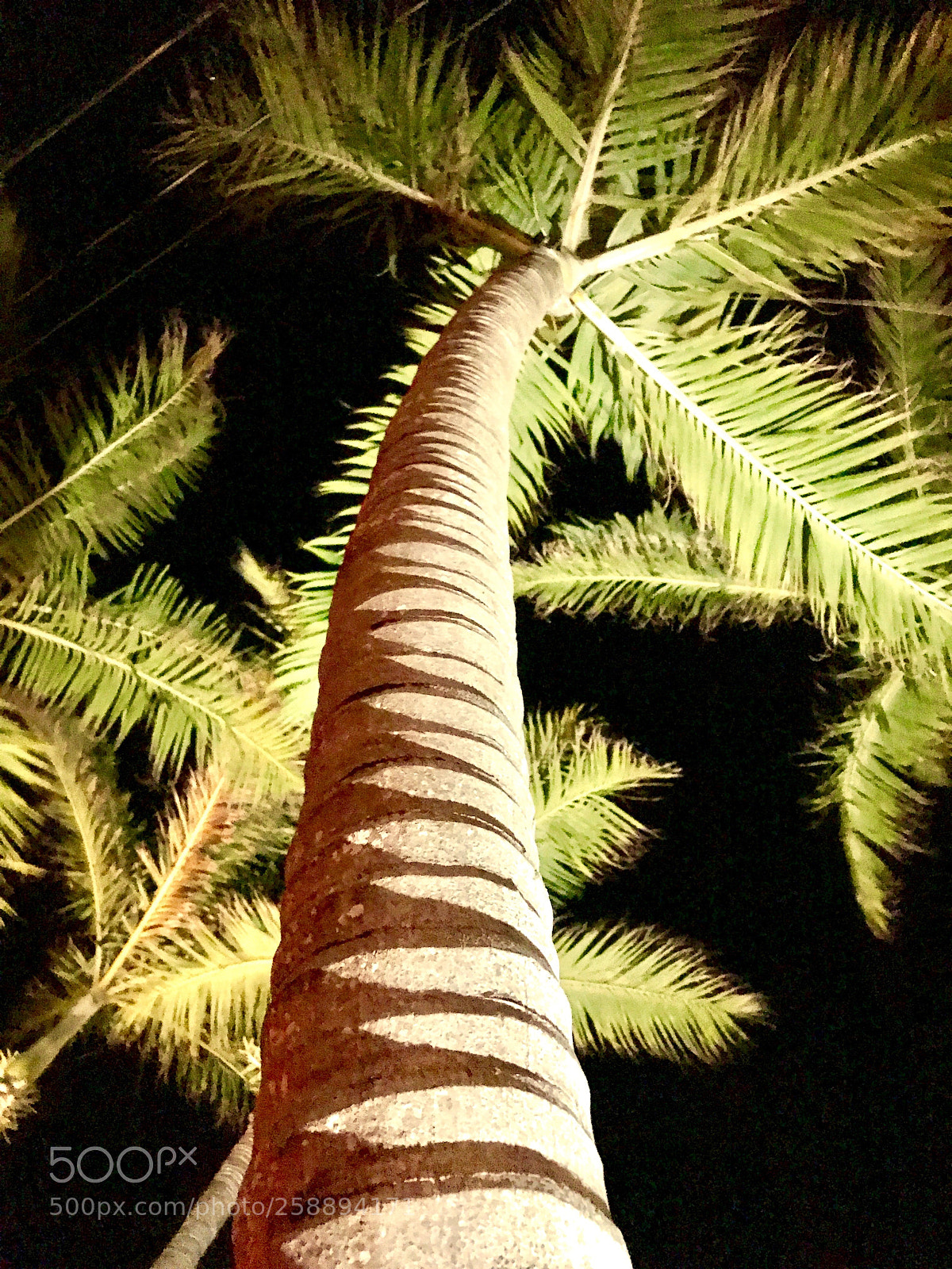 Apple iPhone 7 Plus sample photo. Shadows of the palms photography