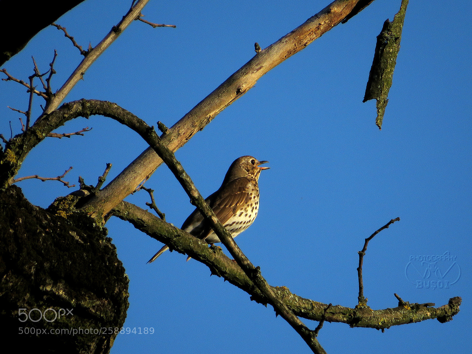 Canon PowerShot SX540 HS sample photo. Bird_14 photography