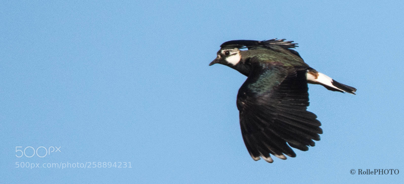 Nikon D7200 sample photo. Flying lapwing photography