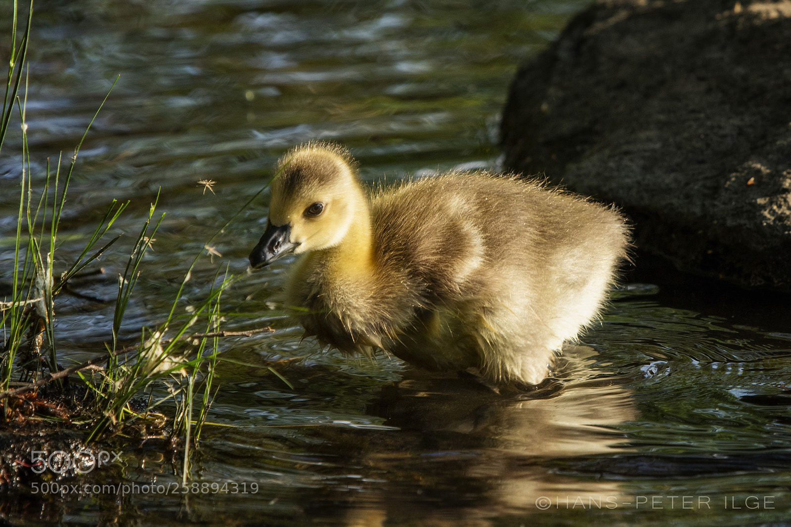 Canon EOS 7D Mark II sample photo. Gooseling photography