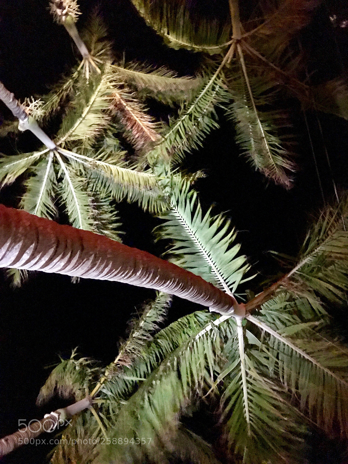 Apple iPhone 7 Plus sample photo. Sky of palms photography