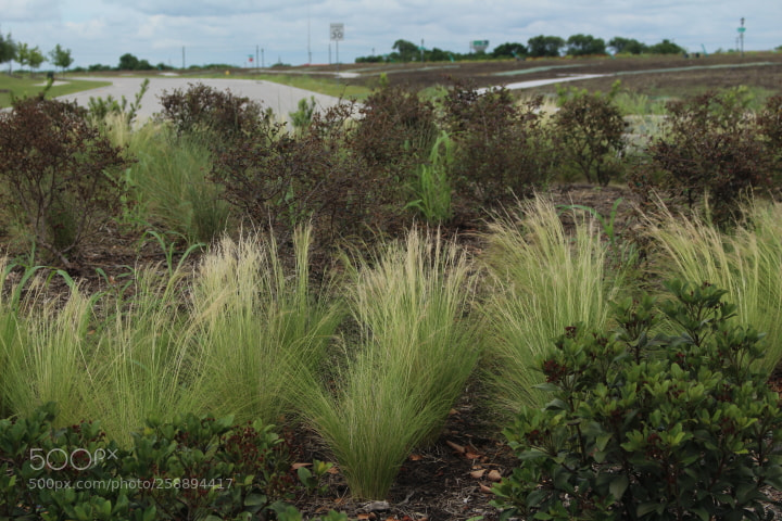 Canon EOS 700D (EOS Rebel T5i / EOS Kiss X7i) sample photo. Texas boulevard landscape iii photography