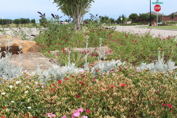 Canon EOS 700D (EOS Rebel T5i / EOS Kiss X7i) sample photo. Texas boulevard landscape iv photography