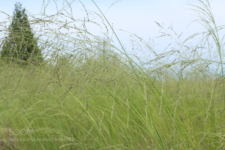 Canon EOS 700D (EOS Rebel T5i / EOS Kiss X7i) sample photo. Texas boulevard landscape v photography