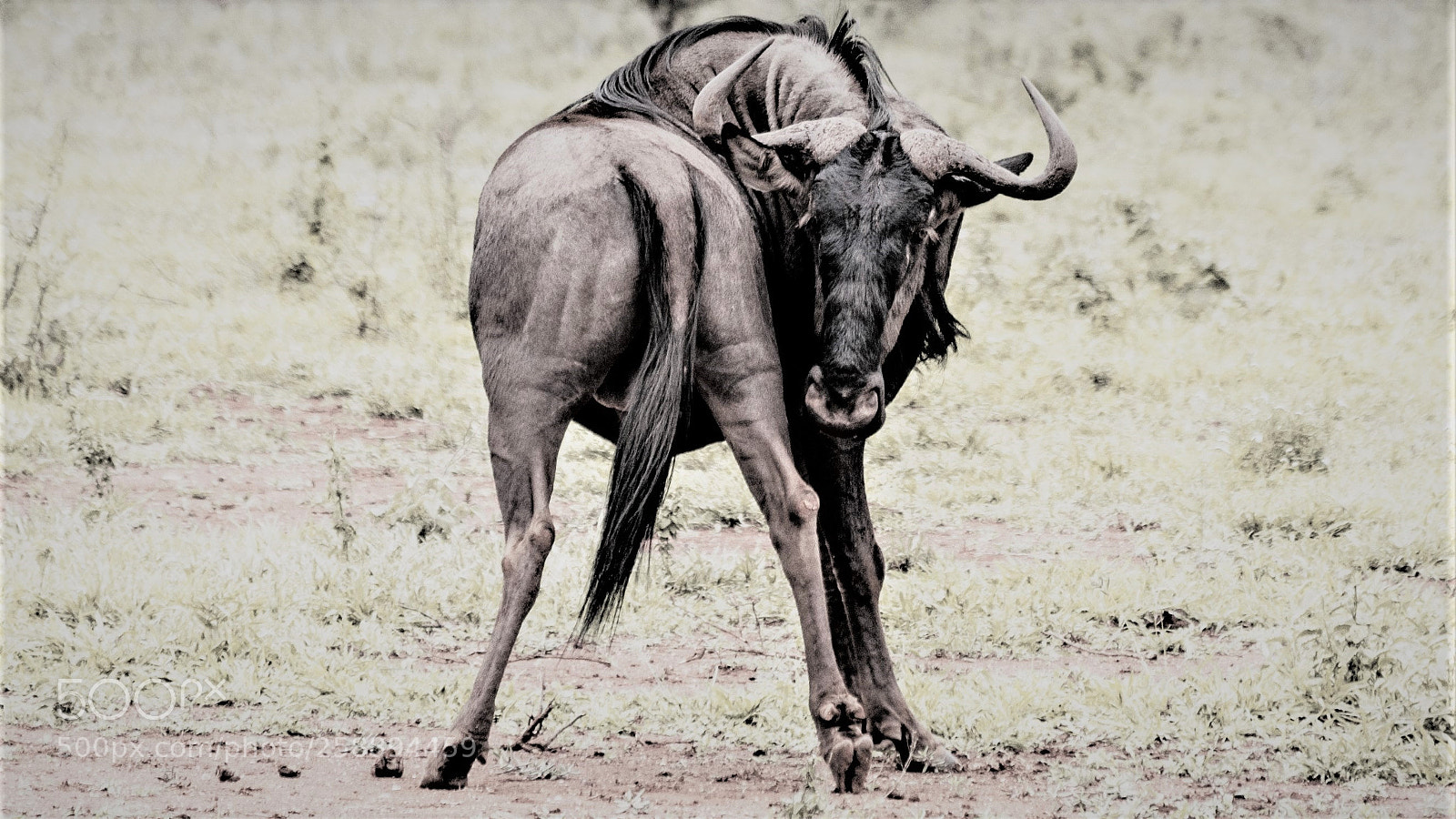 Nikon D90 sample photo. Wildebeest in kruger national photography