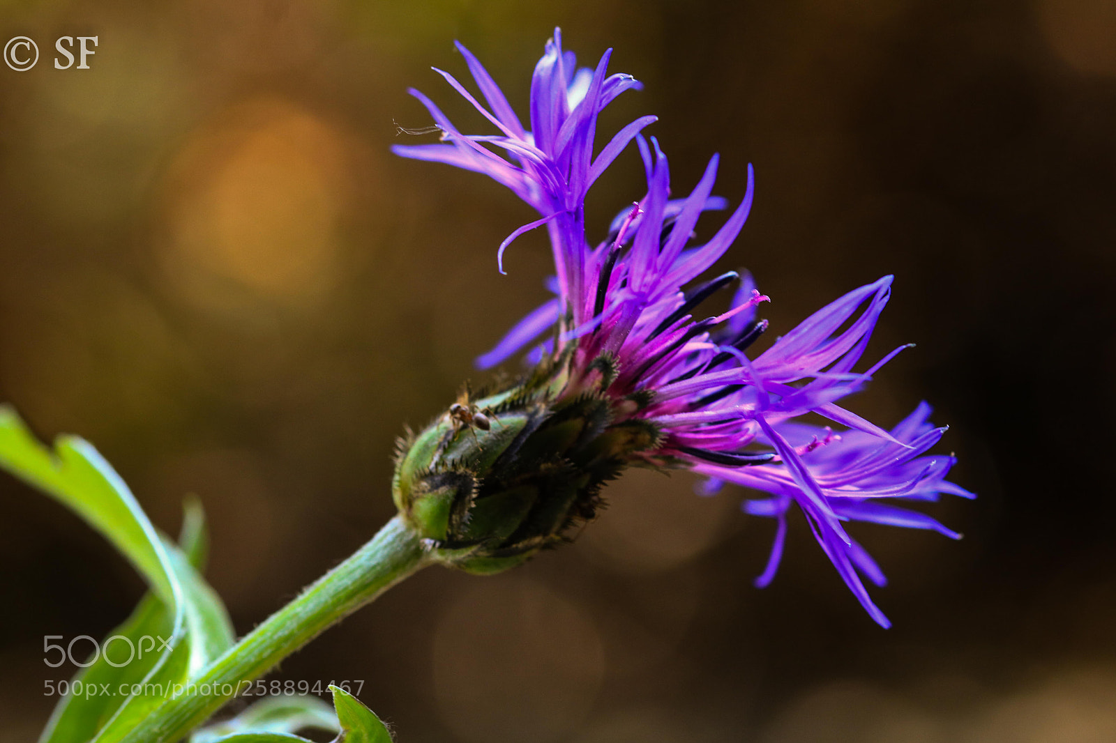 Canon EOS 750D (EOS Rebel T6i / EOS Kiss X8i) sample photo. One more bacherlor's button photography
