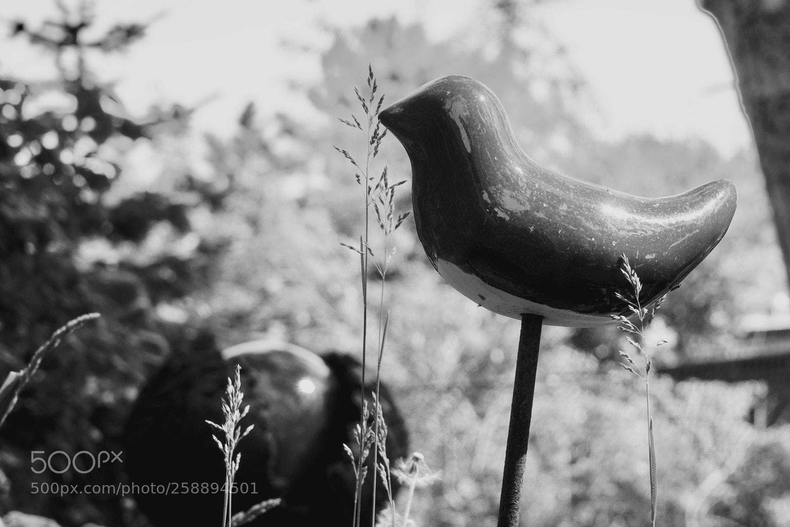 Sony a7R III sample photo. Bird photography