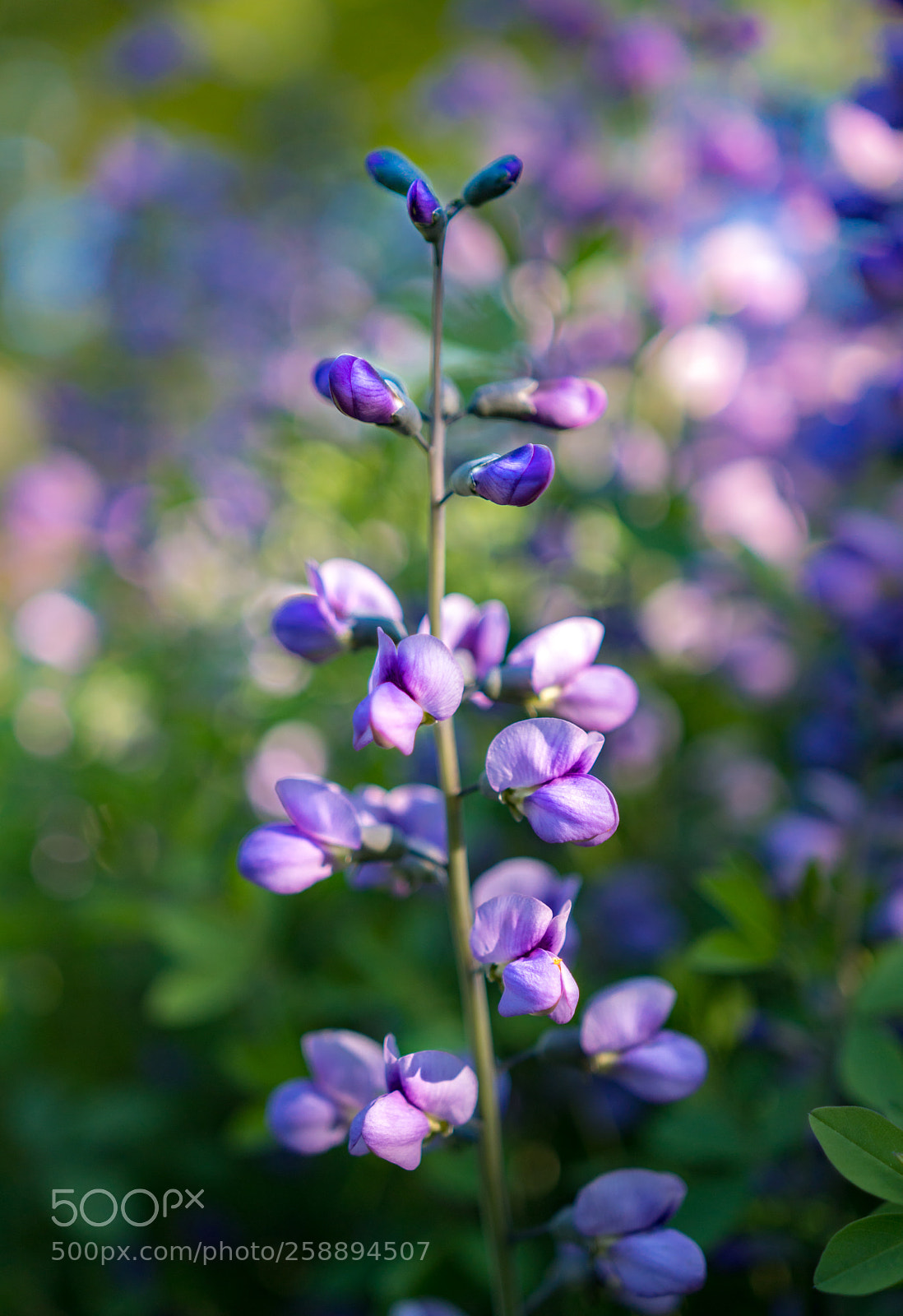 Sony a6300 sample photo. Wild blue indigo photography