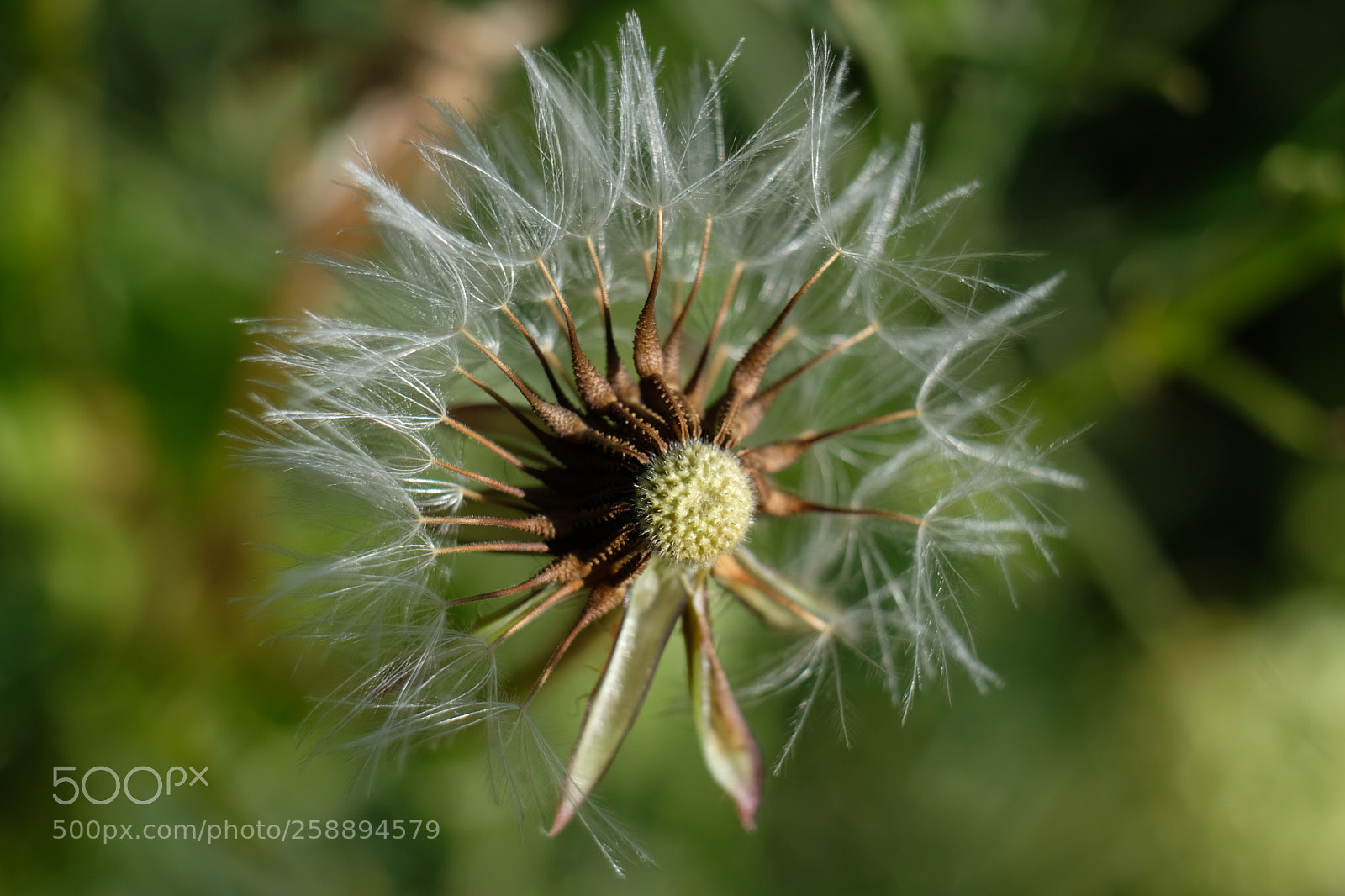 Fujifilm X-T2 sample photo. Dandelion photography
