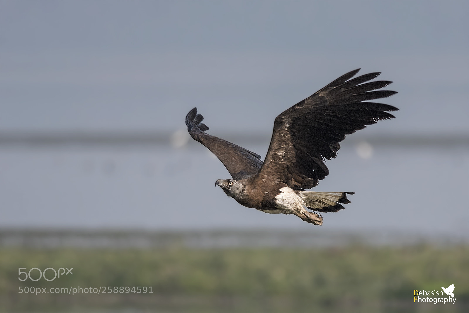 Nikon D750 sample photo. Grey-headed fish eagle photography