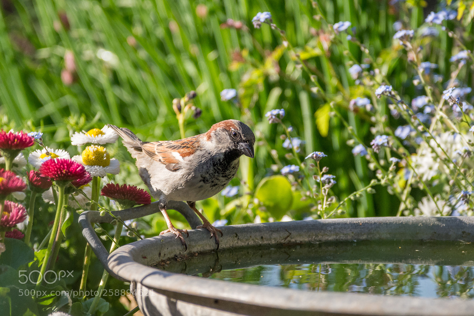 Nikon D7200 sample photo. Sparrow (m) photography