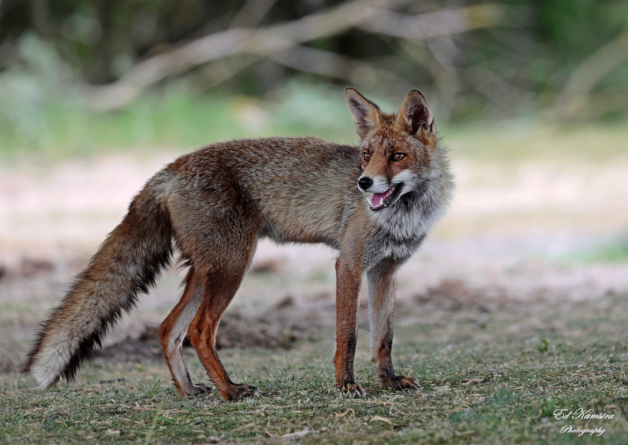 Canon EOS 5D Mark IV sample photo. The fox photography