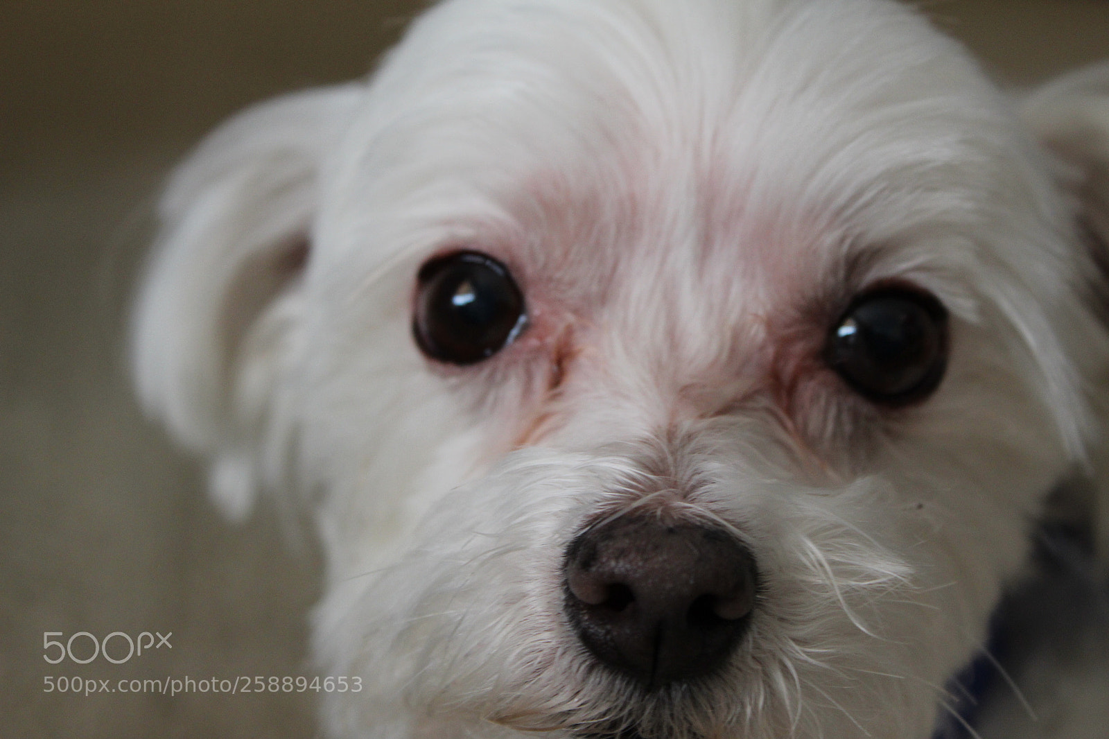Canon EOS 1300D (EOS Rebel T6 / EOS Kiss X80) sample photo. Dog daze photography