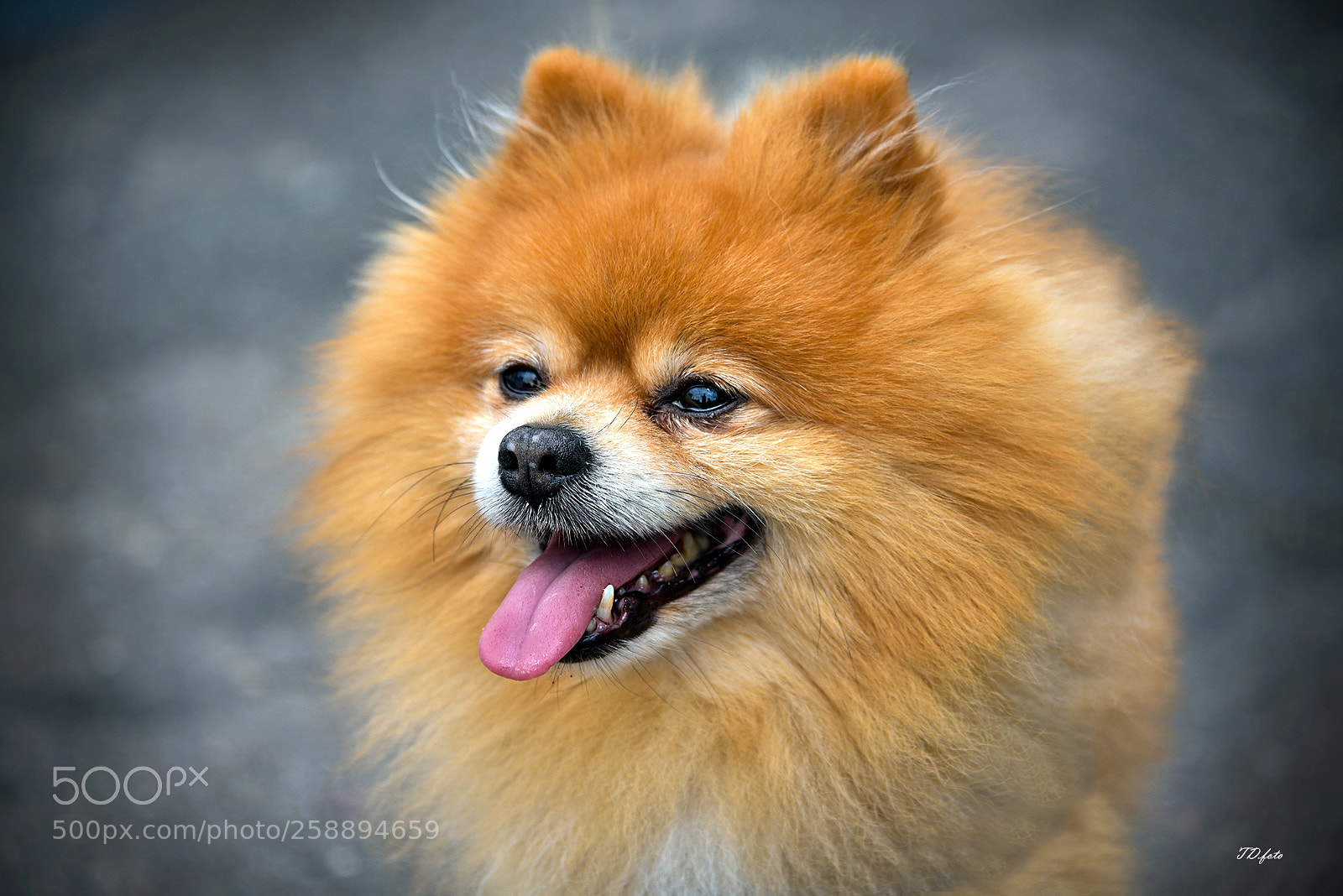 Nikon D750 sample photo. Hello photography