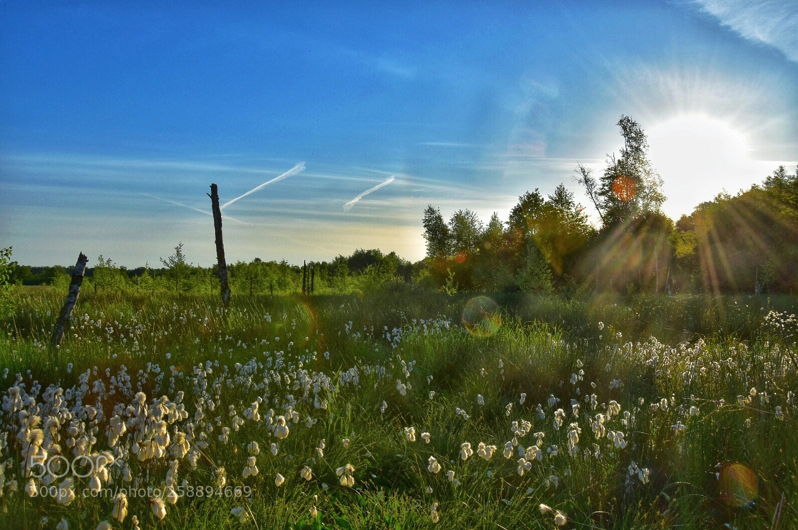 Nikon D5600 sample photo. The sun  photography