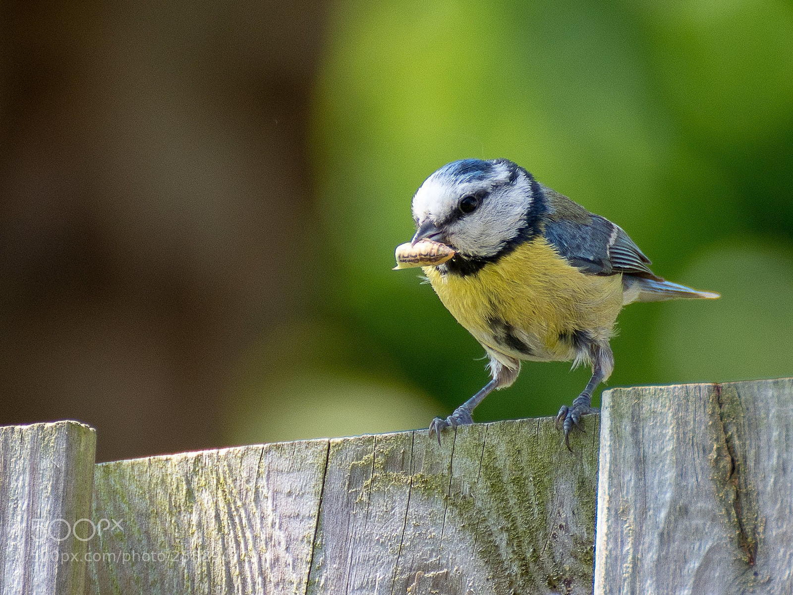 Nikon D500 sample photo. Tit photography