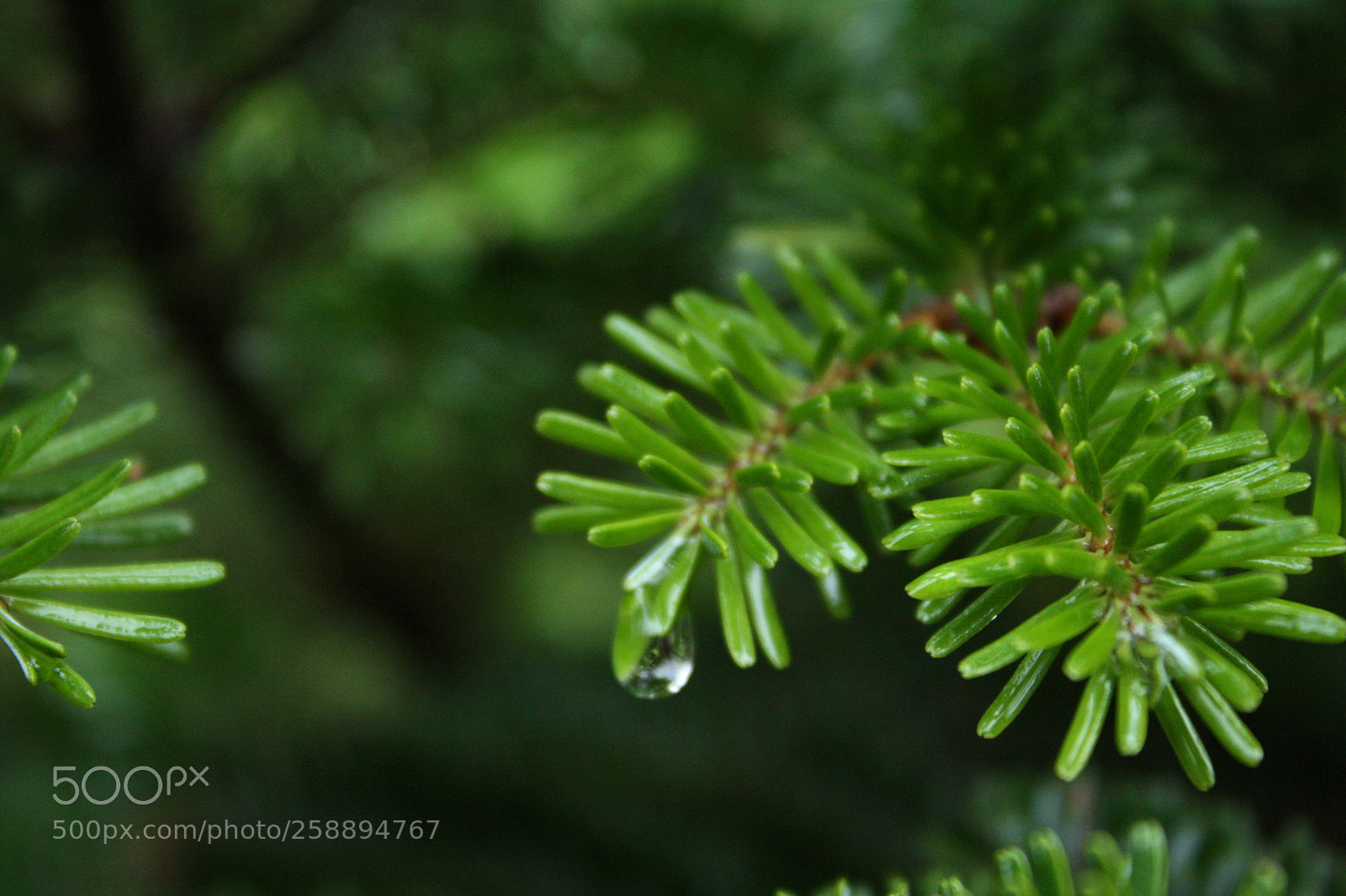 Canon EOS 1000D (EOS Digital Rebel XS / EOS Kiss F) sample photo. Img photography