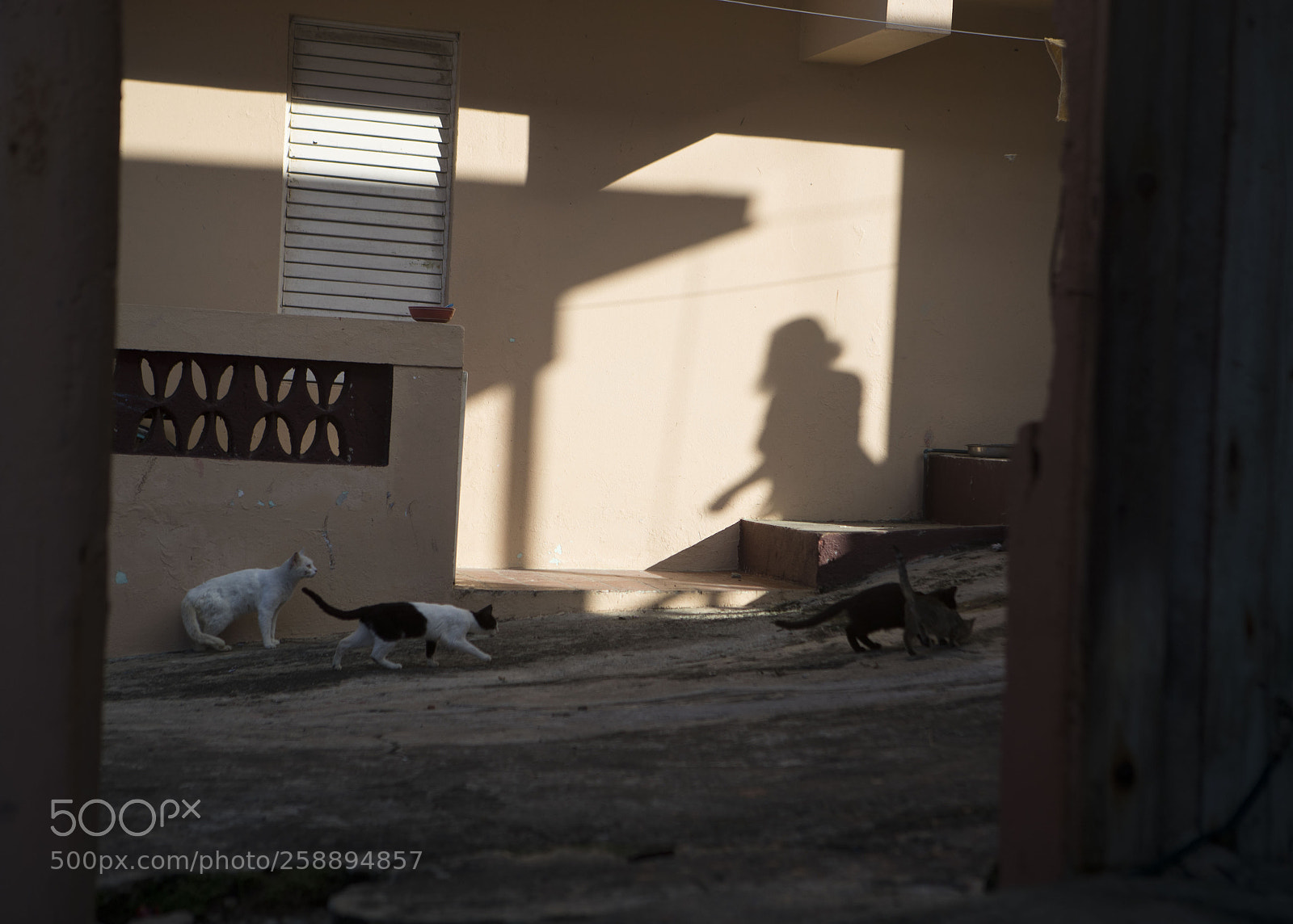 Canon EOS-1D X Mark II sample photo. Puerto rico, 2017 photography