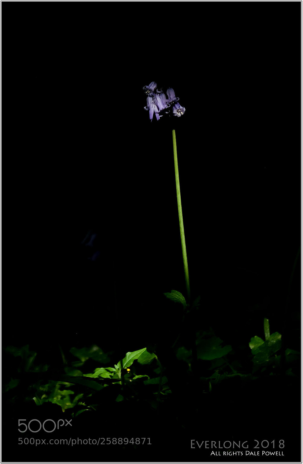Fujifilm X-T10 sample photo. Bluebell light. photography