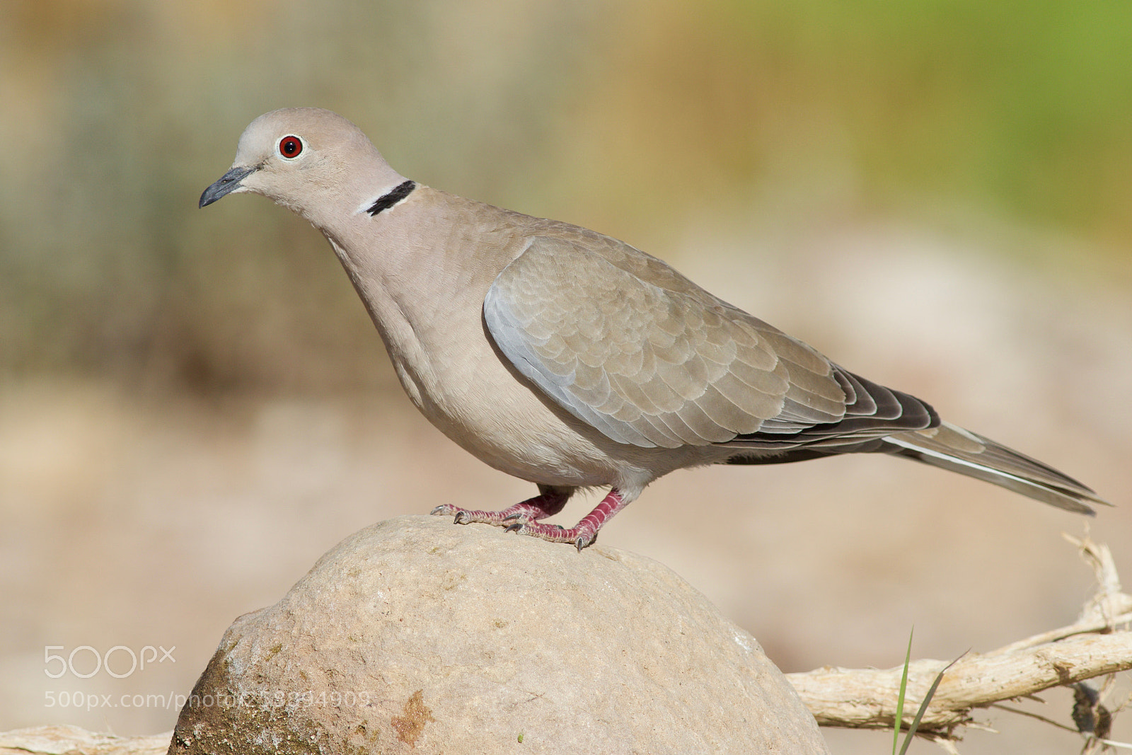 Canon EOS 70D sample photo. Eurasian collared dove on photography
