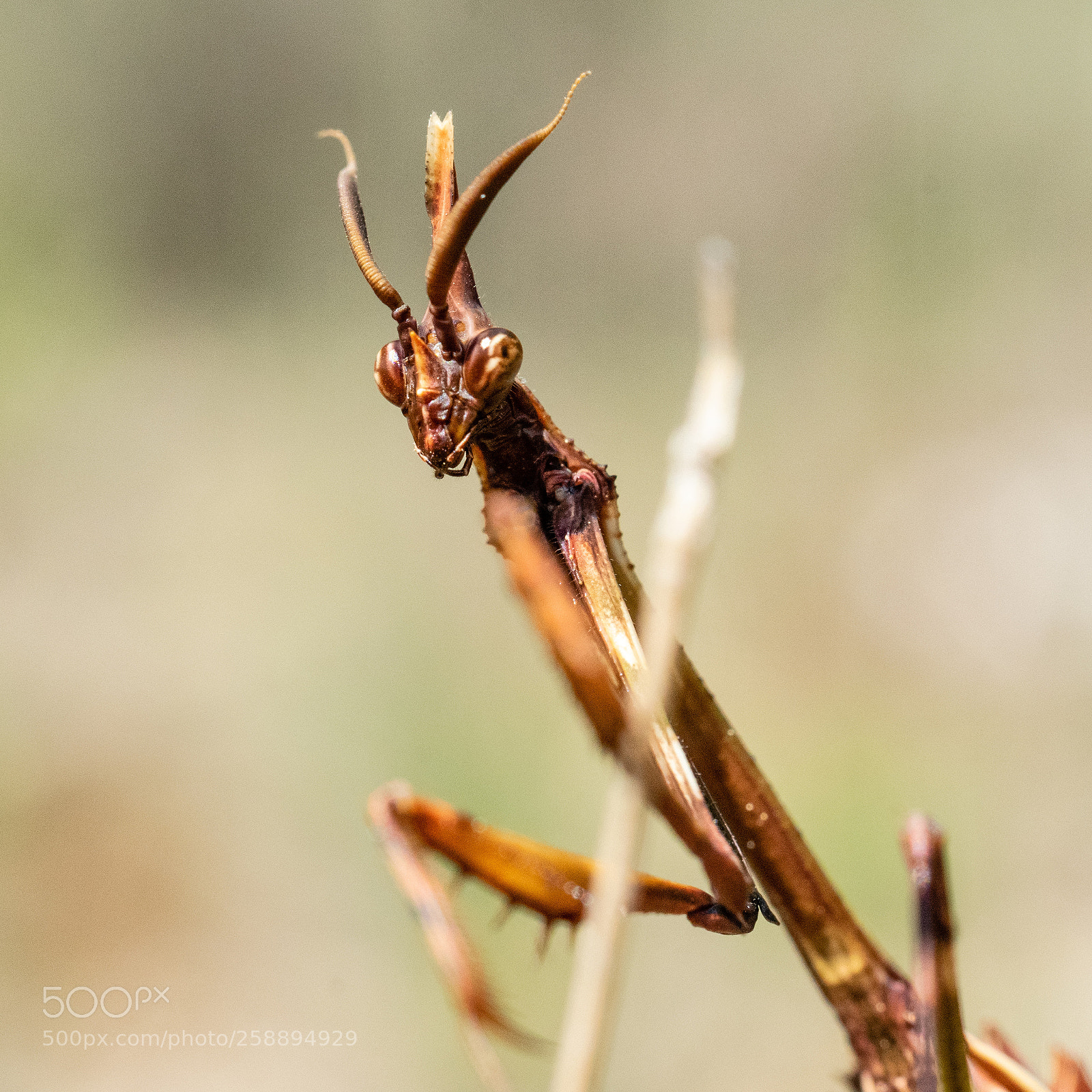 Sony a7 II sample photo. Empusa pennata photography