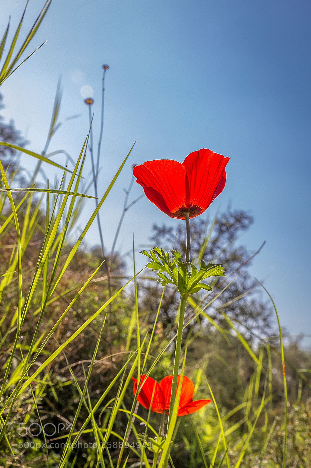 Canon EOS 6D sample photo. Who loves the sun photography