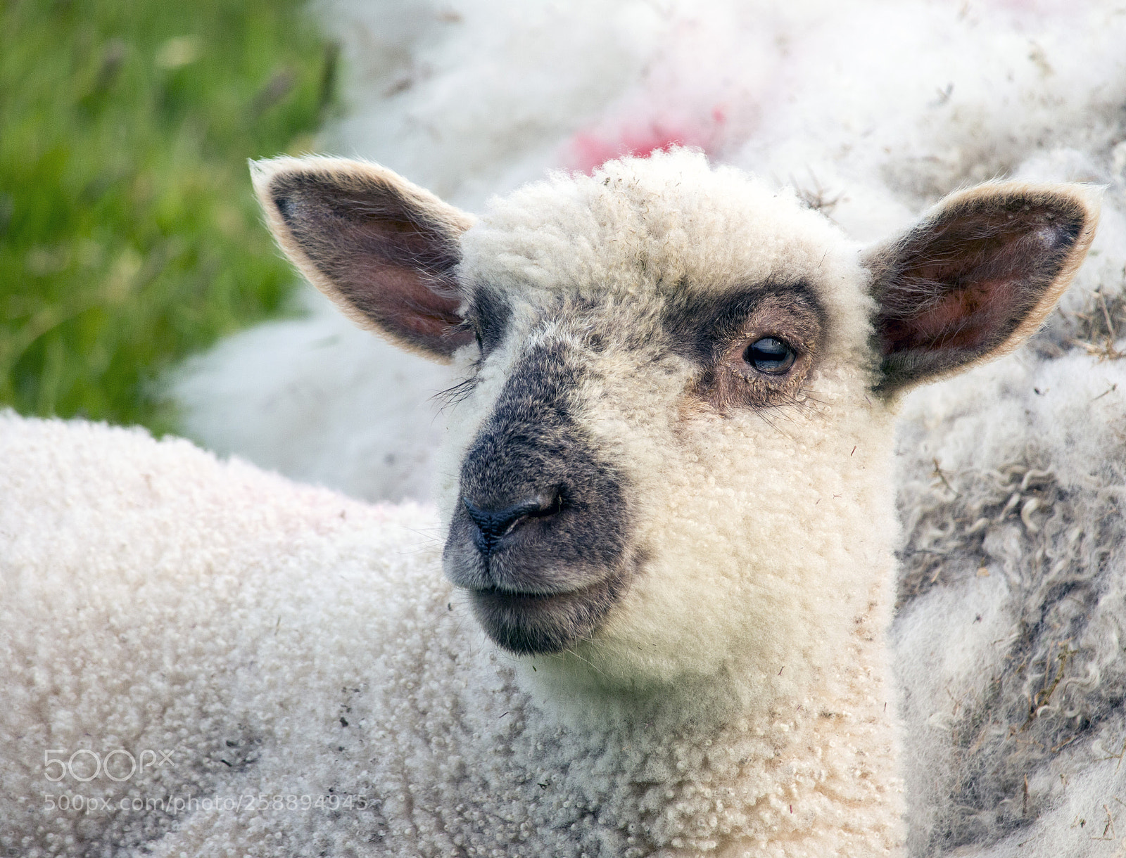Canon EOS 70D sample photo. Happy little lamb! photography