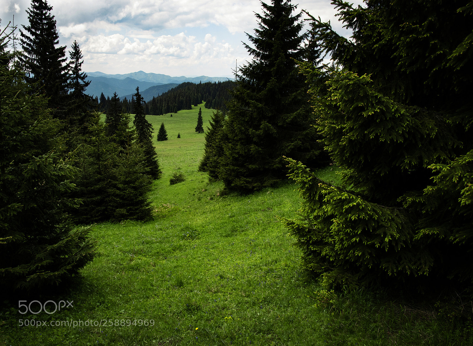 Nikon D5500 sample photo. A green mountain meadow photography