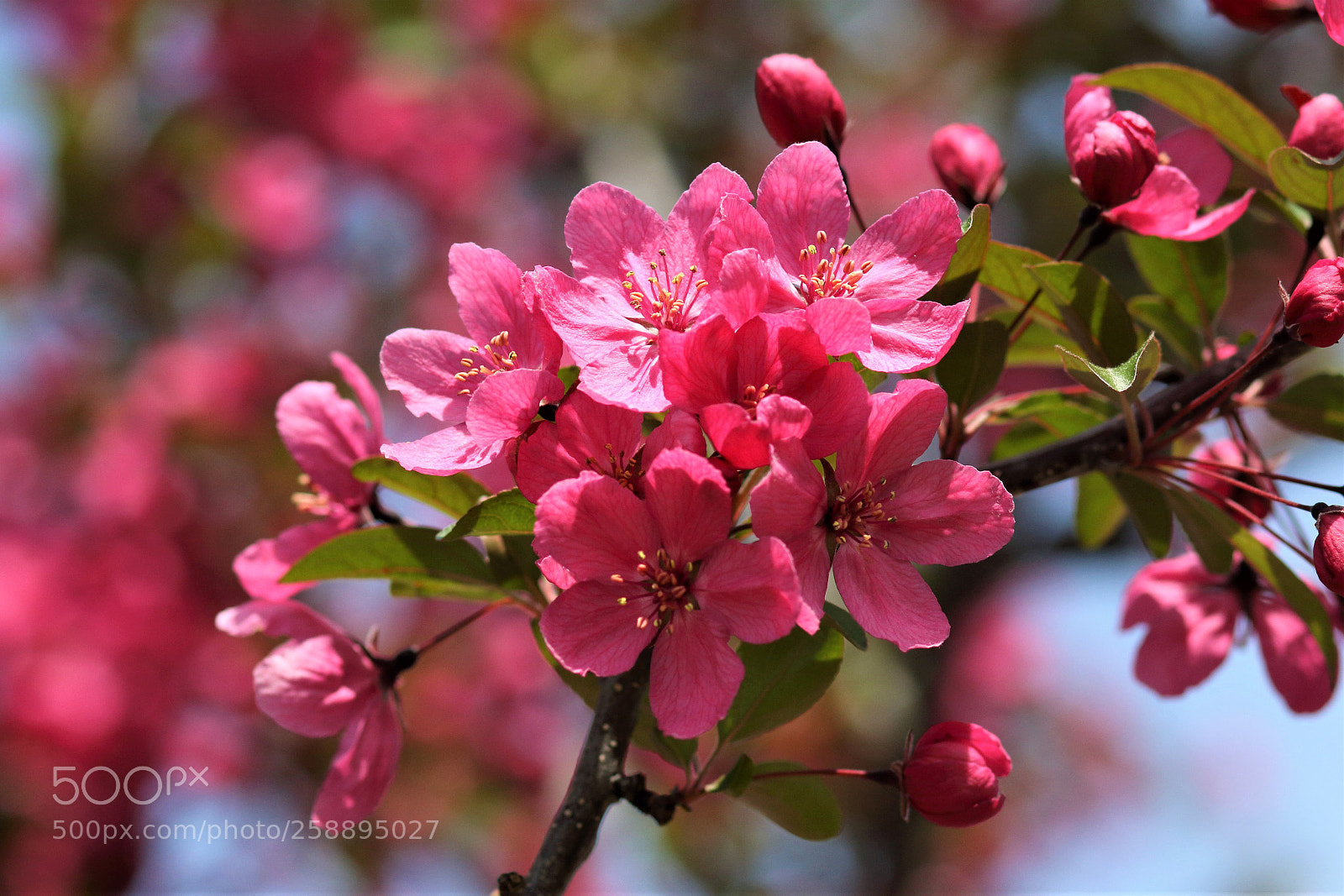 Canon EOS 7D Mark II sample photo. Crabapple tree photography