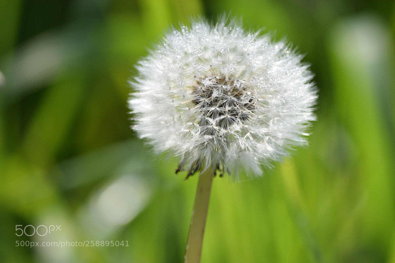 Nikon D5300 sample photo. Dandelion photography