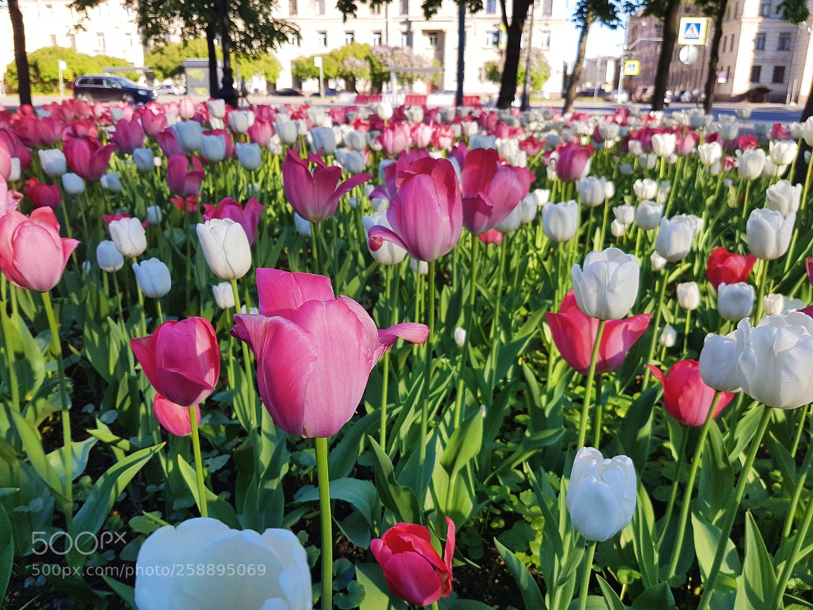 Samsung Galaxy S7 sample photo. Tulips photography