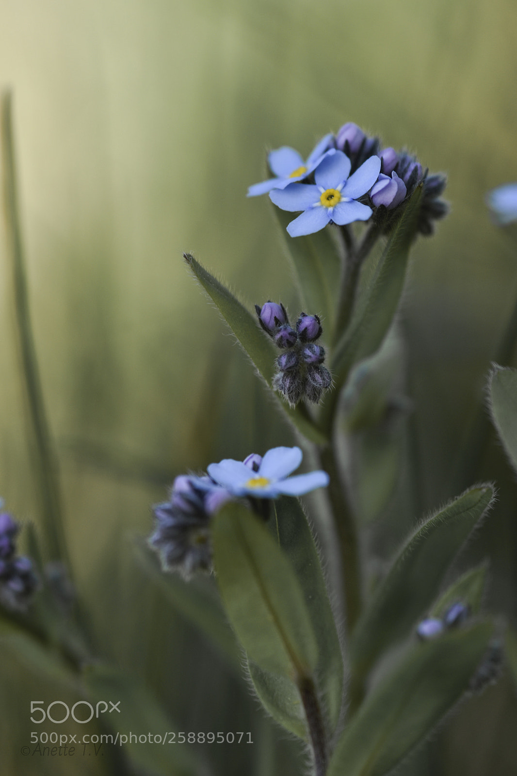 Nikon D5500 sample photo. Forget me not photography