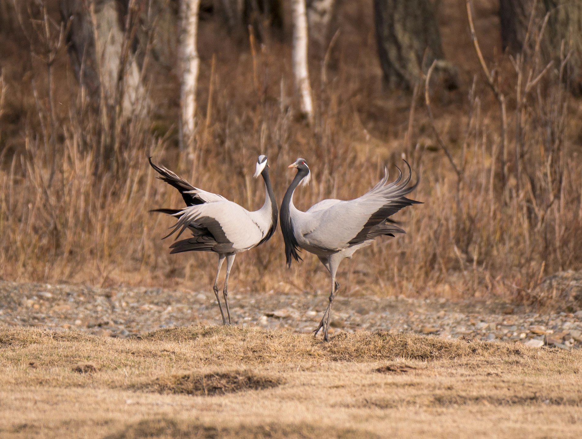 Panasonic Lumix DMC-G85 (Lumix DMC-G80) sample photo. Cranes photography
