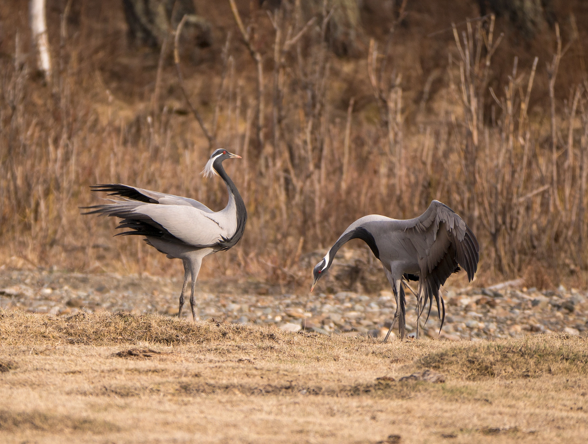 Panasonic Lumix DMC-G85 (Lumix DMC-G80) sample photo. Cranes baltsing photography