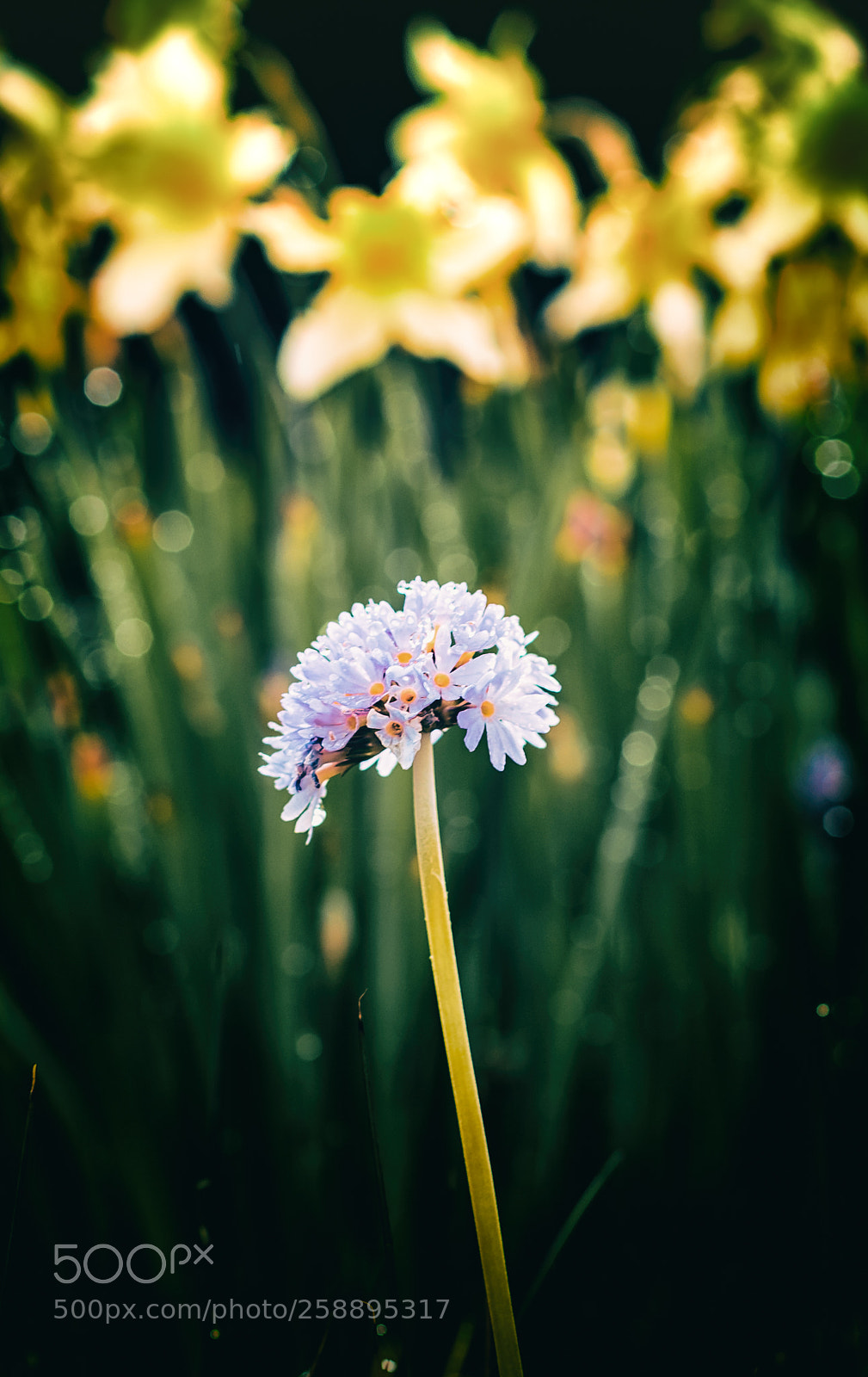 Nikon D750 sample photo. In the flowers photography