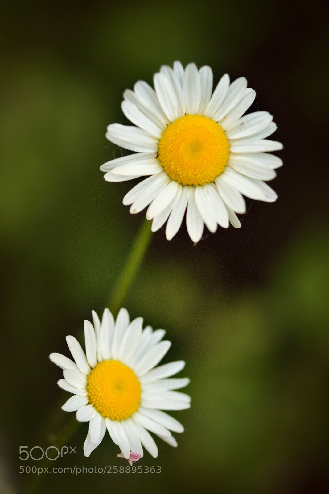 Nikon D5600 sample photo. Always together  photography