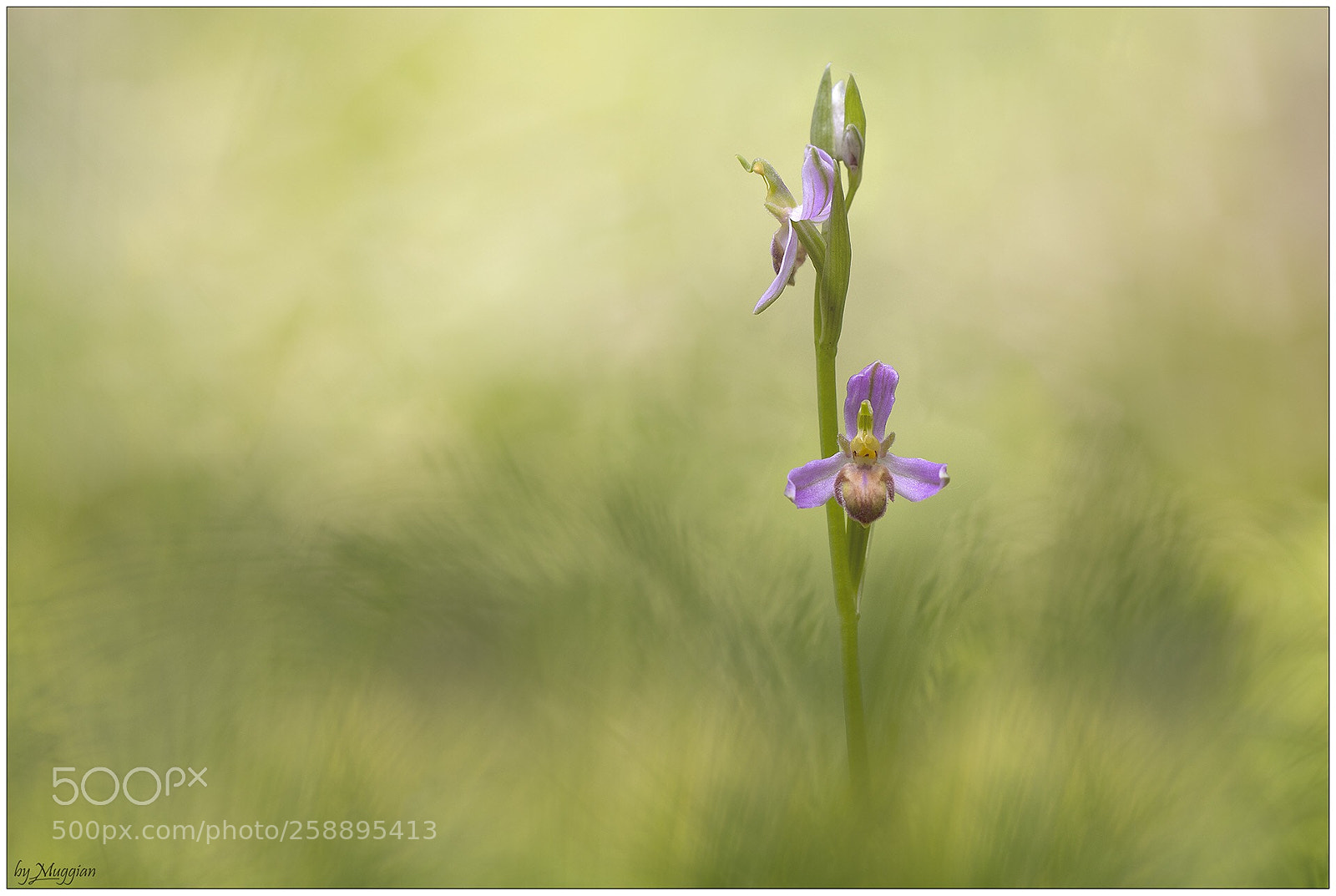 Canon EOS 80D sample photo. Ophrys tilaventina  photography