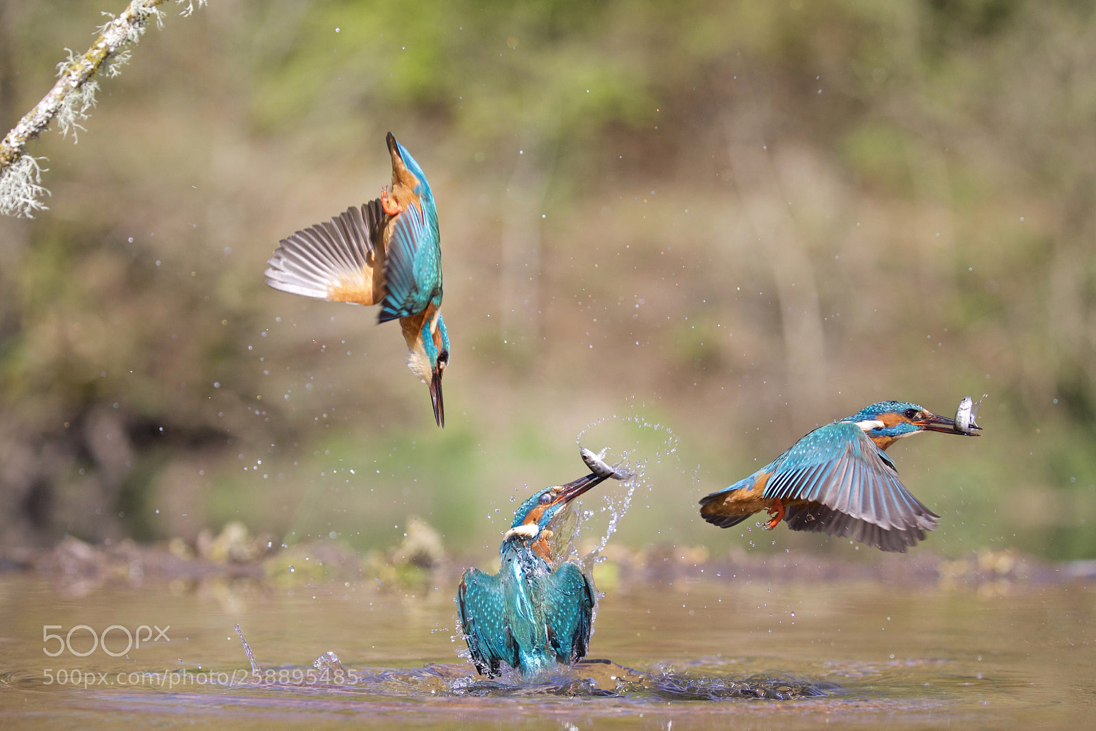 Canon EOS 5D Mark IV sample photo. Kingfisher photography