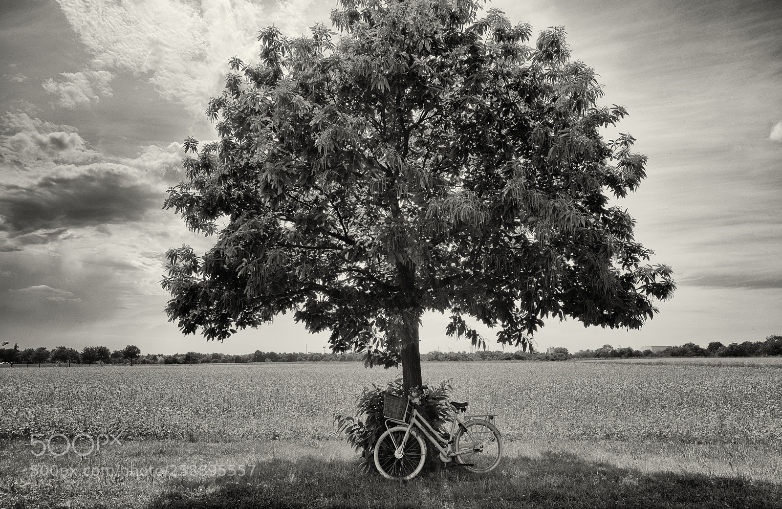 Nikon D500 sample photo. It s a wonderful photography