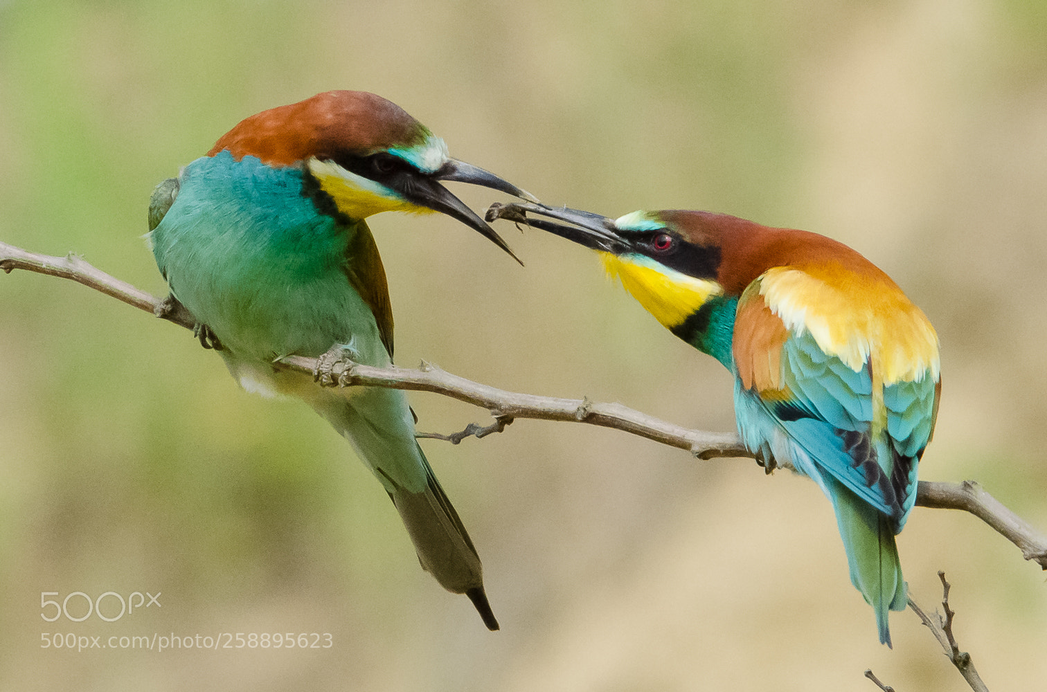 Nikon D7000 sample photo. Bee-eaters (merops apiaster) photography
