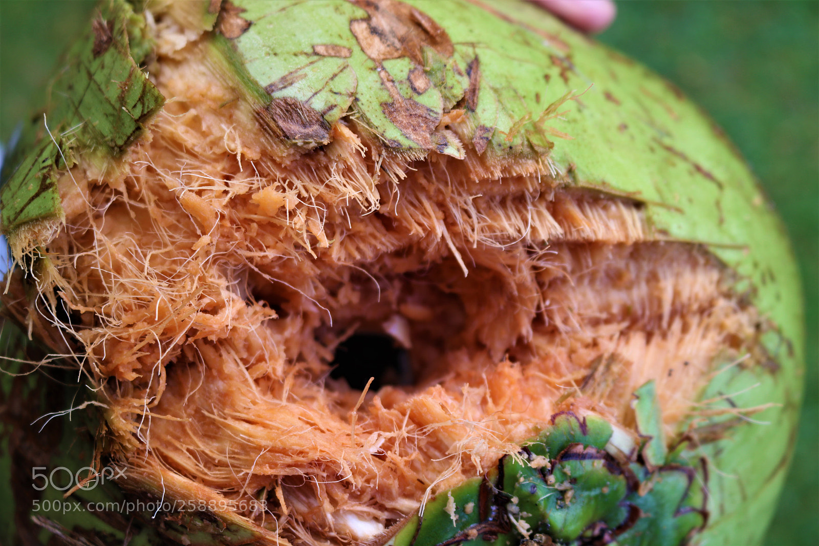 Canon EOS 750D (EOS Rebel T6i / EOS Kiss X8i) sample photo. Fresh coconut photography