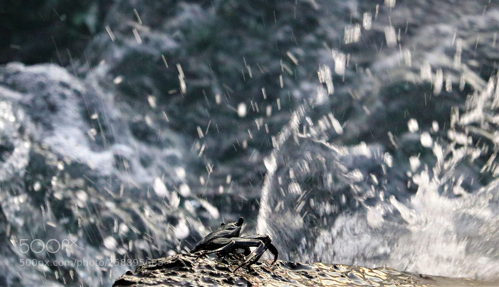 Canon EOS 750D (EOS Rebel T6i / EOS Kiss X8i) sample photo. Crab splashing in the photography